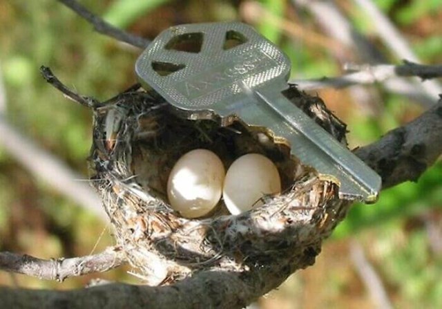 Gnijezdo kolibrića