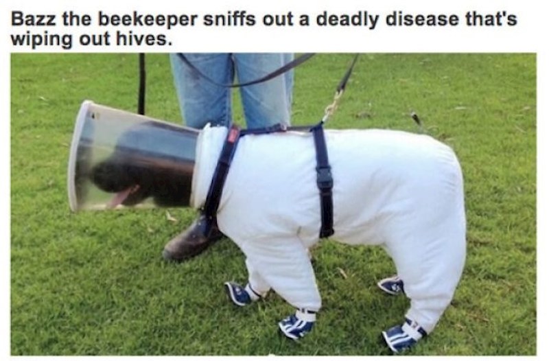 8. Ovaj pas angažiran je da detektira uzrok ugibanja pčela u Australiji