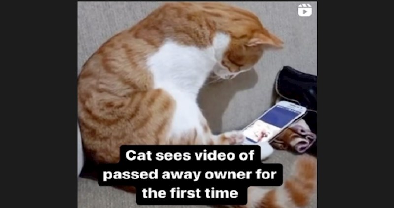 Mačka je ugledala nedavno umrlog vlasnika na snimci, njena reakcija rasplakala je milijune