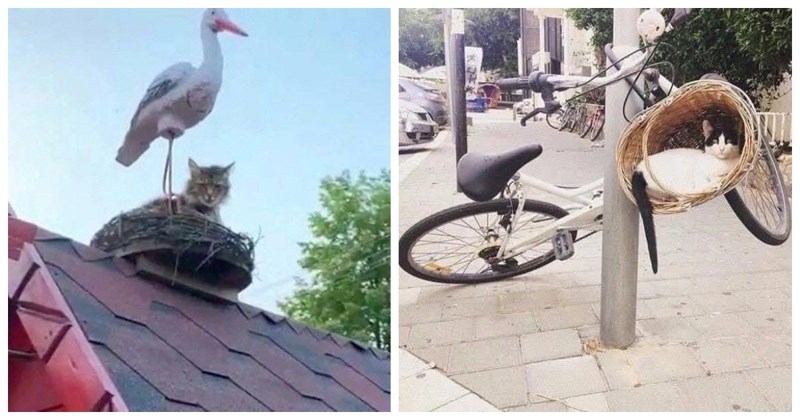 15 prekomičnih fotki maca uhvaćenih u bizarnim situacijama, ovo je dnevna doza serotonina