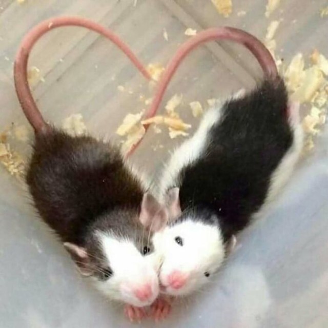 Mišja ljubav