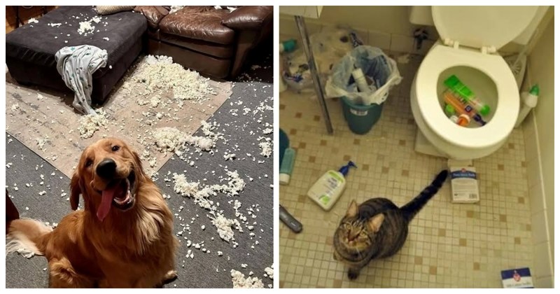 17 puta kada su ljubimci predugo ostali sami kući (3 minute) i vlasnike je dočekao kaos