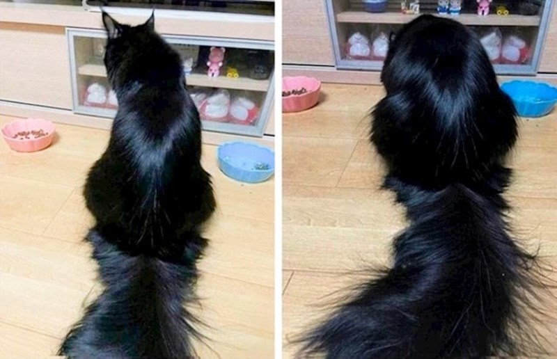 Ja koja kupujem šampon, regenerator, masku, piling za tjeme vs. moja mačka koja liže vlastitu dlaku