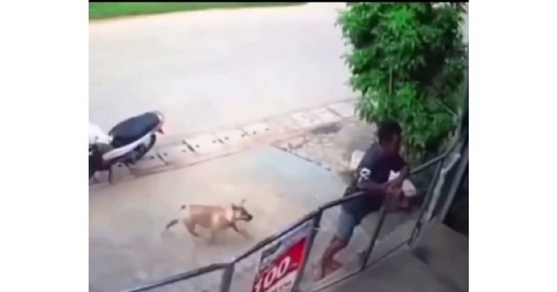 Ovaj pas zbog jednog je poteza postao viralni hit, video lajkaju milijuni!