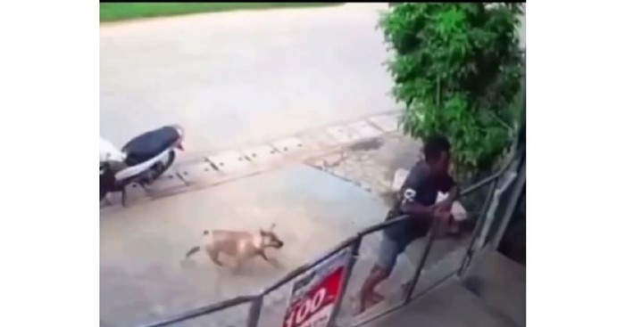 Ovaj pas zbog jednog je poteza postao viralni hit, video lajkaju milijuni!