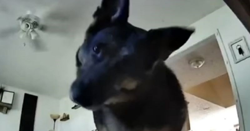 Vlasnik je stavio kameru u stan da vidi što pas radi dok je odsutan, snimka je rastopila milijune!
