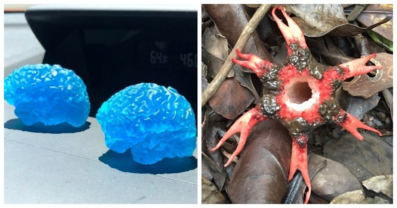 15+ neobičnih prizora koji će vas natjerati da preispitate sve što znate