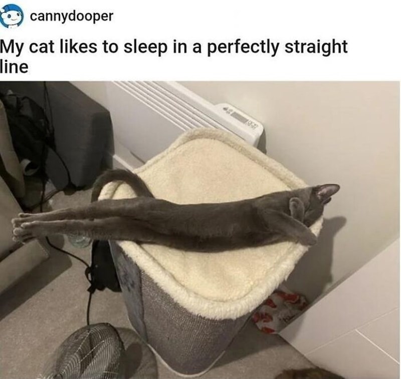 Maca spava u najneobičnijoj pozi