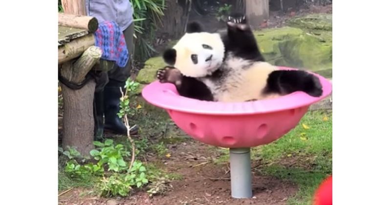 Pande su, bez sumnje, među najzanimljivijim i najslađim bićima. Iskopali smo najjača videa s njima