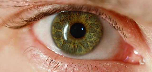 Vaš imunološki sustav ne zna da vaše oči postoje. Da zna, napao bi oči i uništio vam vid. Za njega su oči strano tijelo.