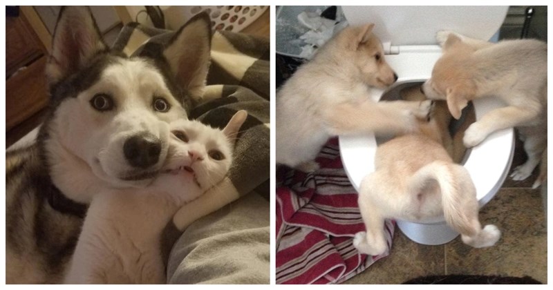 15 vrckastih fotki koje dokazuju da su ove životinje zapravo samo ljudi u krznu