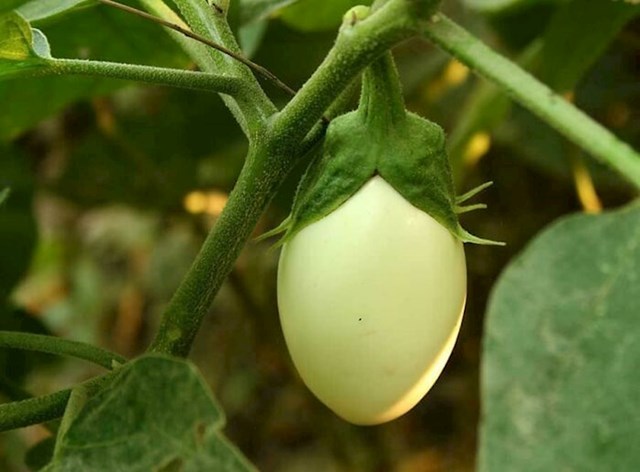 Patlidžan se na engleskom jeziku zove "eggplant" jer kad je mlad izgleda kao jaje (engl. Egg)