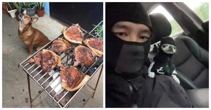 20+ životinja uhvaćenih u komičnom trenutku koje će vam momentalno razvedriti dan