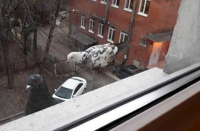 11.