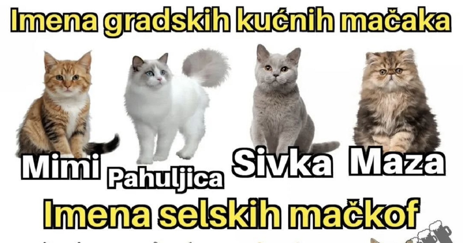 Fora o razlici u imenima gradskih i seoskih mački nasmijala je ekipu na Fejsu, totalno je pogođena!