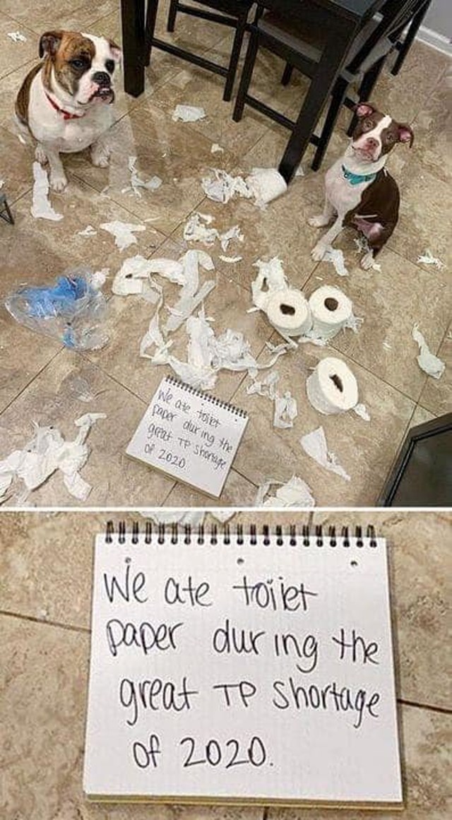 "Pojeli smo mnogo WC papira za vrijeme velike krize toaletnog papira 2020."
