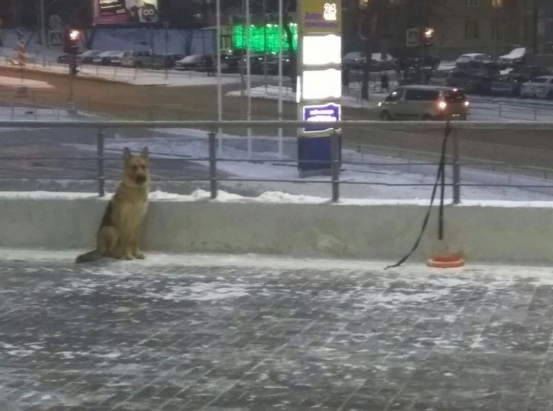 Dosadilo mu je čekati vlasnika ispred dućana i odlučio je ući. Ali nisu ga pustili pa se morao vratiti i čekati.