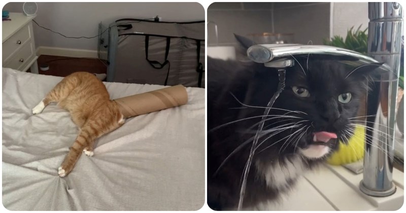 19 ljudi podijelilo je ne baš najbistrije poteze svojih ljubimaca, svaka slika je bolja od prethodne