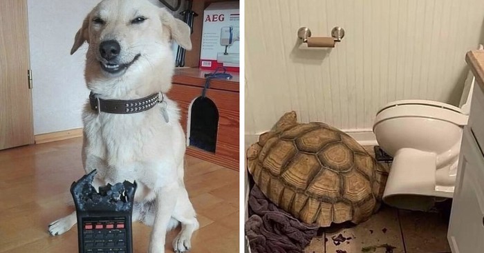 25 smiješnih životinja koje su potpuno "pukle" i prešle u "goblin mode"