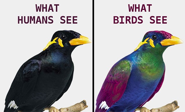 Kako ljudi vide svijet vs. kako ga vide ptice