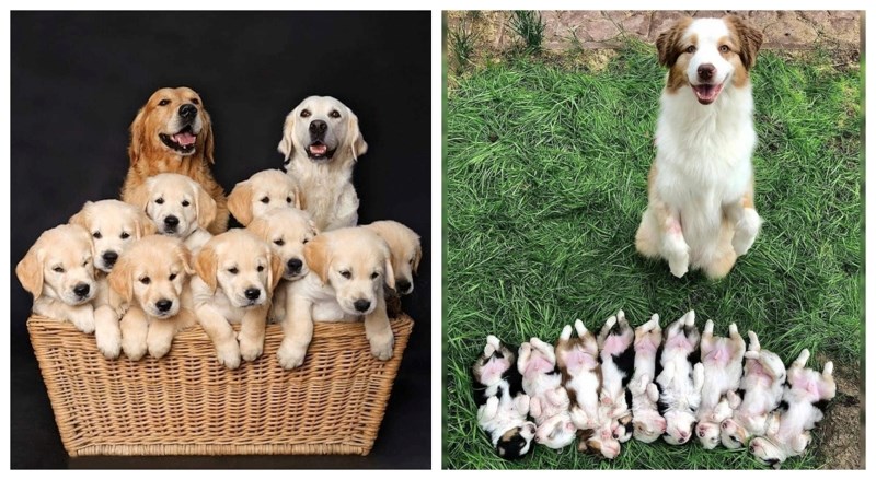 Ponosno poziranje mama sa štencima najslađe su fotke koje ćete danas vidjeti, rastopit ćete se!