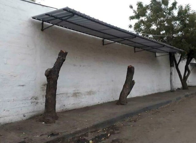 Odrezali su stabla da stave nadstrešnicu da ih štiti od sunca