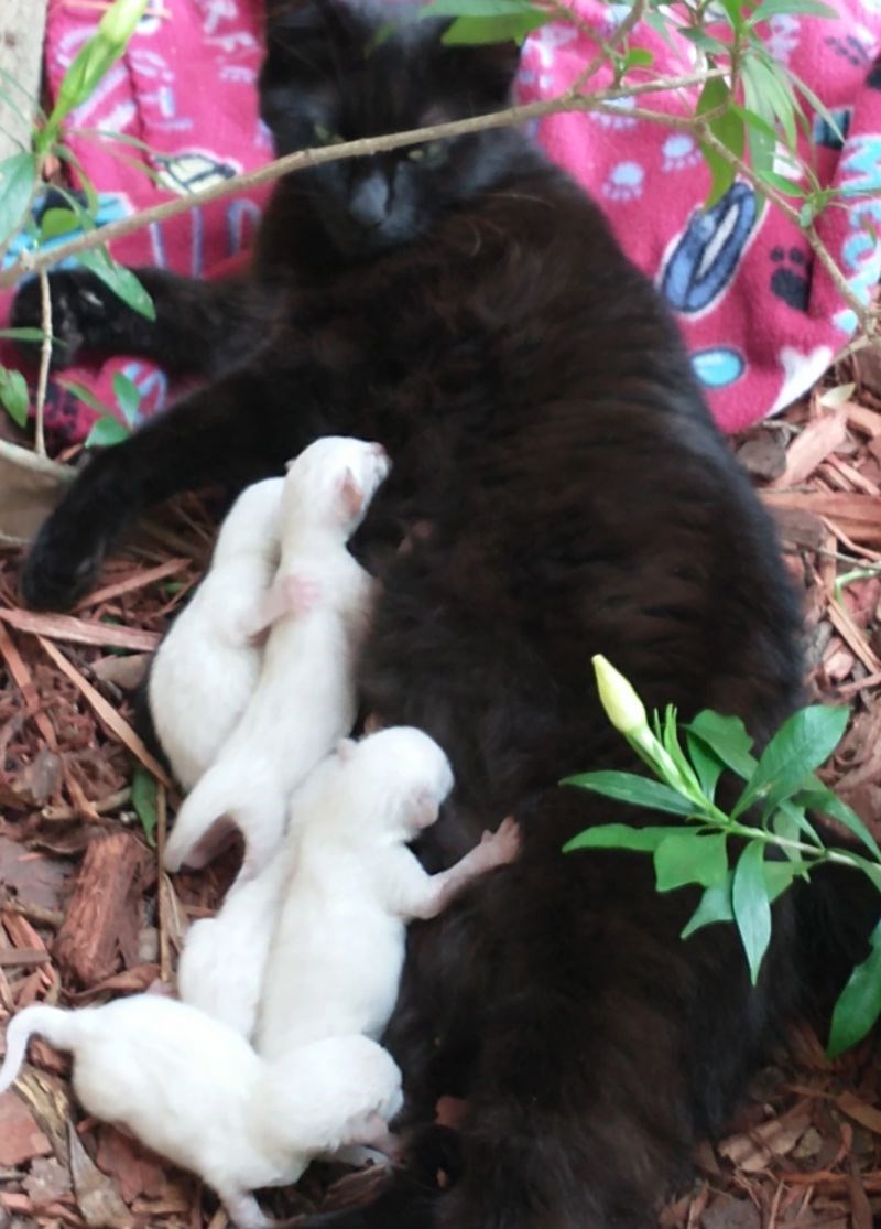 5. “Moja potpuno crna mačka je imala 5 potpuno bijelih mačića.”