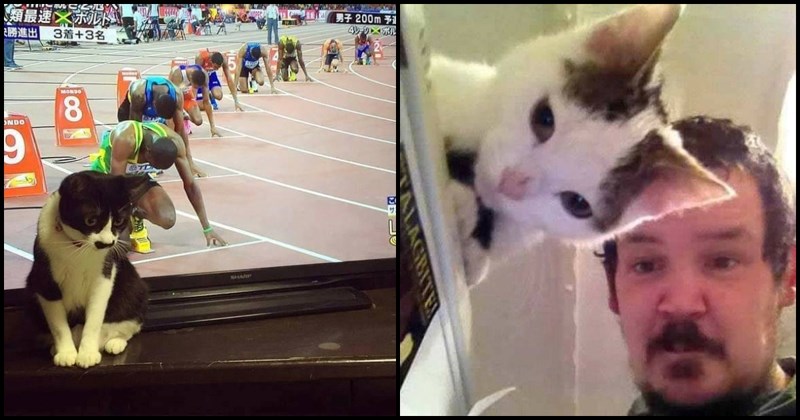 19 puta kada su se mačke našle u pravo vrijeme na pravom mjestu i nastale su ove urnebesne scene