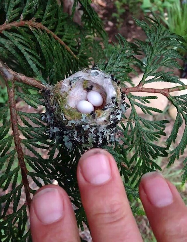 Prijatelj je pronašao jaja kolibrića