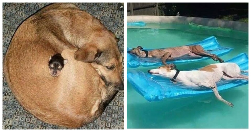 20+ fotki životinja koje ne mogu a da vam ne uljepšaju dan