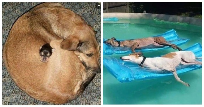 20+ fotki životinja koje ne mogu a da vam ne uljepšaju dan
