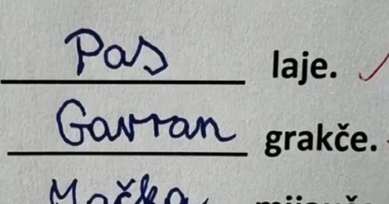 Učenici su dobili zadatak o glasanju životinja, ovaj odgovor proširio se regijom brzinom munje