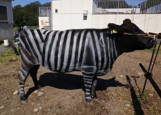 Krave prerušene u zebre