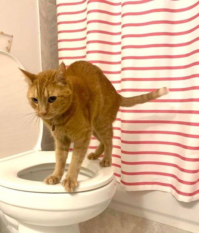 "Prije će moja mačka naučiti kako koristiti wc, a da ne ostavi tragove za sobom, nego moj sin tinejdžer."