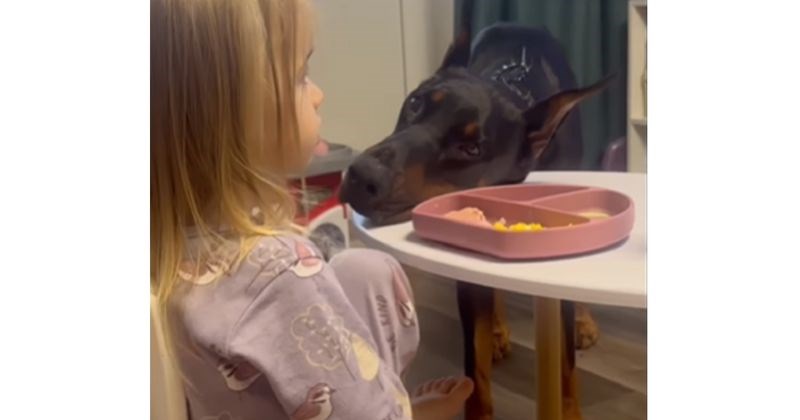 Kamere su uhvatile dramatične trenutke u kojima su obiteljski psi spasili djecu, genijalni su