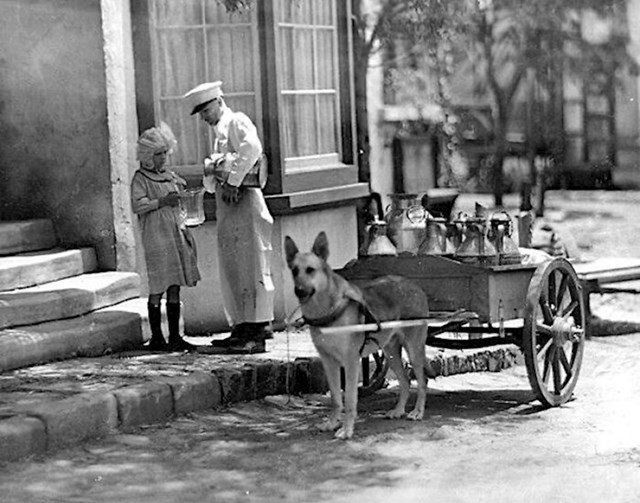 Dostava mlijeka psećim kolicima, oko 1910.