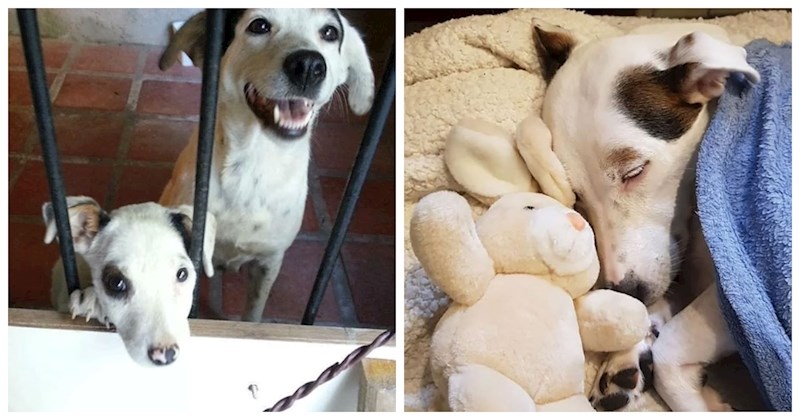 20+ predivnih transformacija nekoć napuštenih pasa nakon što su ih spasile obitelji pune ljubavi