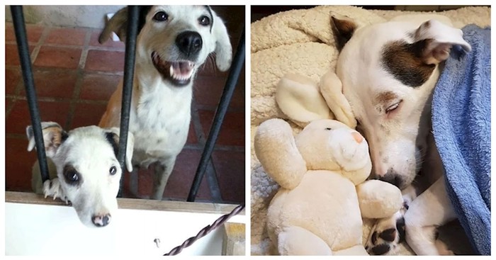 20+ predivnih transformacija nekoć napuštenih pasa nakon što su ih spasile obitelji pune ljubavi