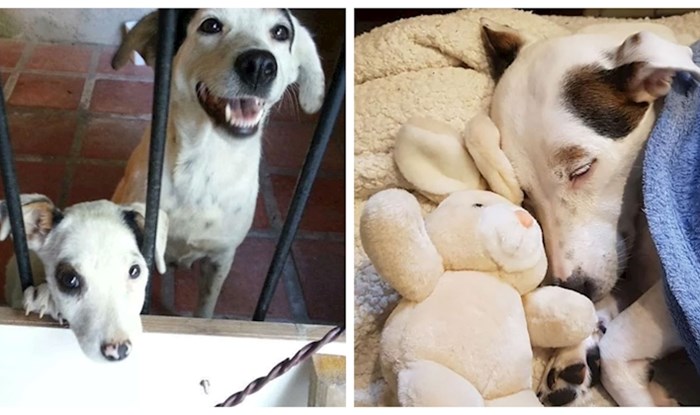 20+ predivnih transformacija nekoć napuštenih pasa nakon što su ih spasile obitelji pune ljubavi