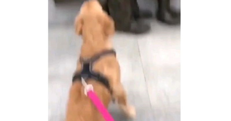 Retriverici nije bilo jasno zašto ju nitko ne želi pomaziti, urnebesni obrat priče lajkaju milijuni!