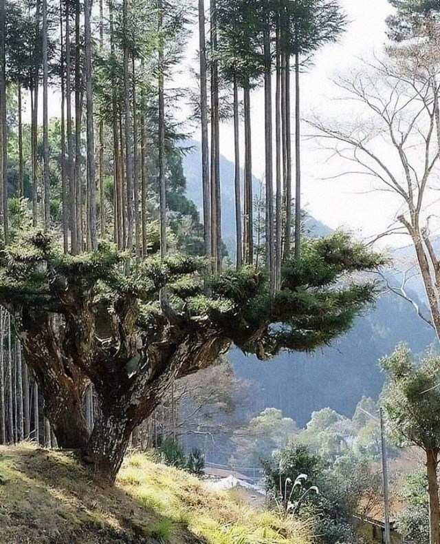 Japanci već 700 godina proizvode drvo bez sječe stabala