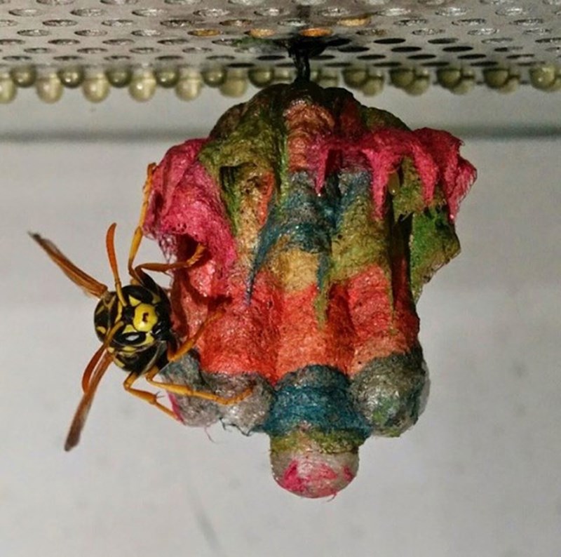 Papirne ose prave gnijezda pomoću komada papira i sline