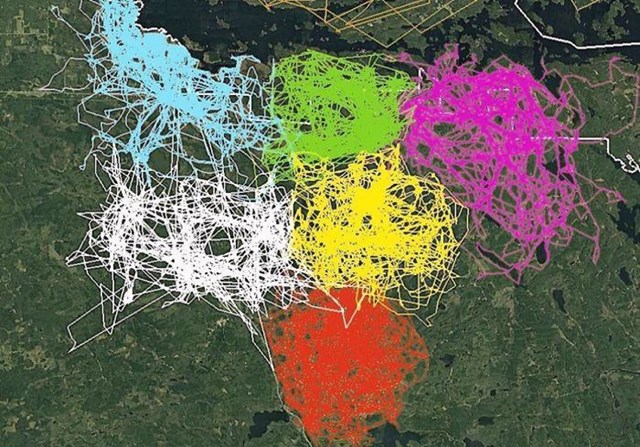 Slika GPS praćenja više vukova u šest različitih čopora oko Nacionalnog parka Voyageurs pokazuje kako skupine izbjegavaju teritorij drugog čopora