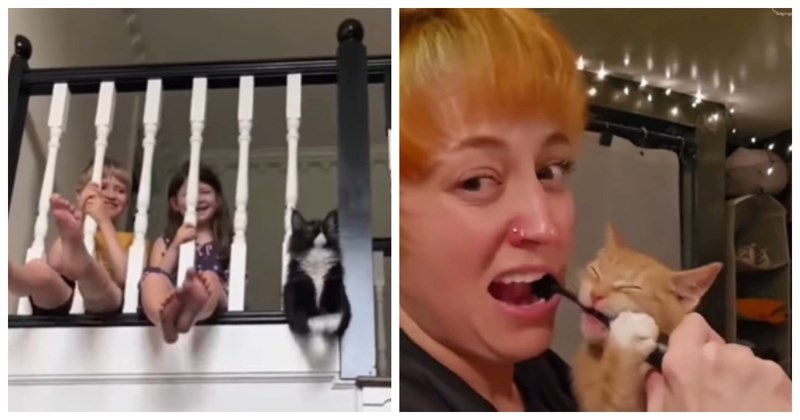 Mačke koje oponašaju vlasnike zaludile su Instagram, ovo je najslađi video koji ćete danas vidjeti