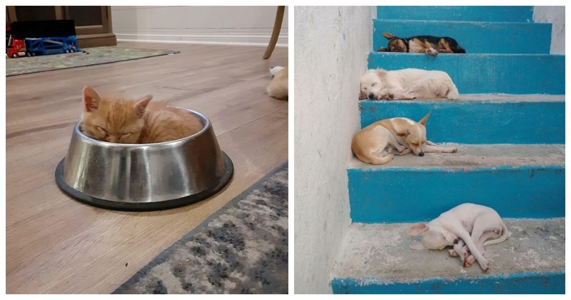 17 preslatkih čupavaca koje je san uhvatio na najsmješnijim mjestima i u najluđim pozama