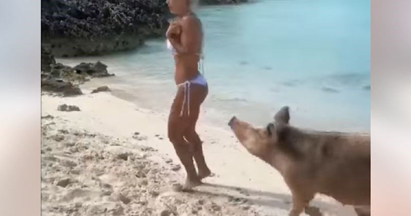 Susret ove cure i divlje svinje na plaži teški je hit na Fejsu, odmah ćete vidjeti zašto