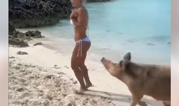 Susret ove cure i divlje svinje na plaži teški je hit na Fejsu, odmah ćete vidjeti zašto