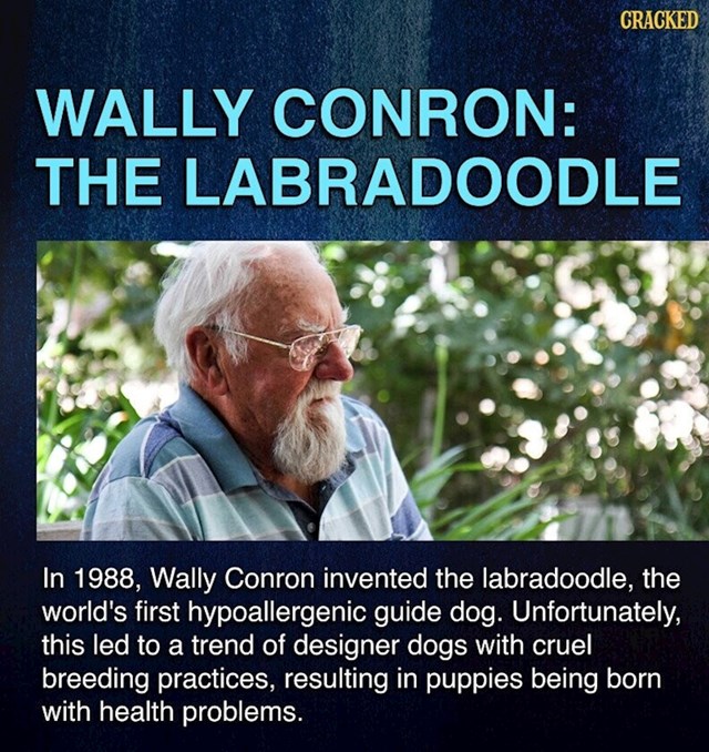 1988. godine, Wally Conron križao je labradora i pudlicu i stvorio prvog svjetskog hipoalergenog psa vodiča. Ubrzo je požalio zbog svoje ideje jer su uzgajivači pasa dobili inspiraciju za mnoga okrutna križanja koja su rezultirala atraktivnim mješancima s mnogim zdravstvenim problemima...