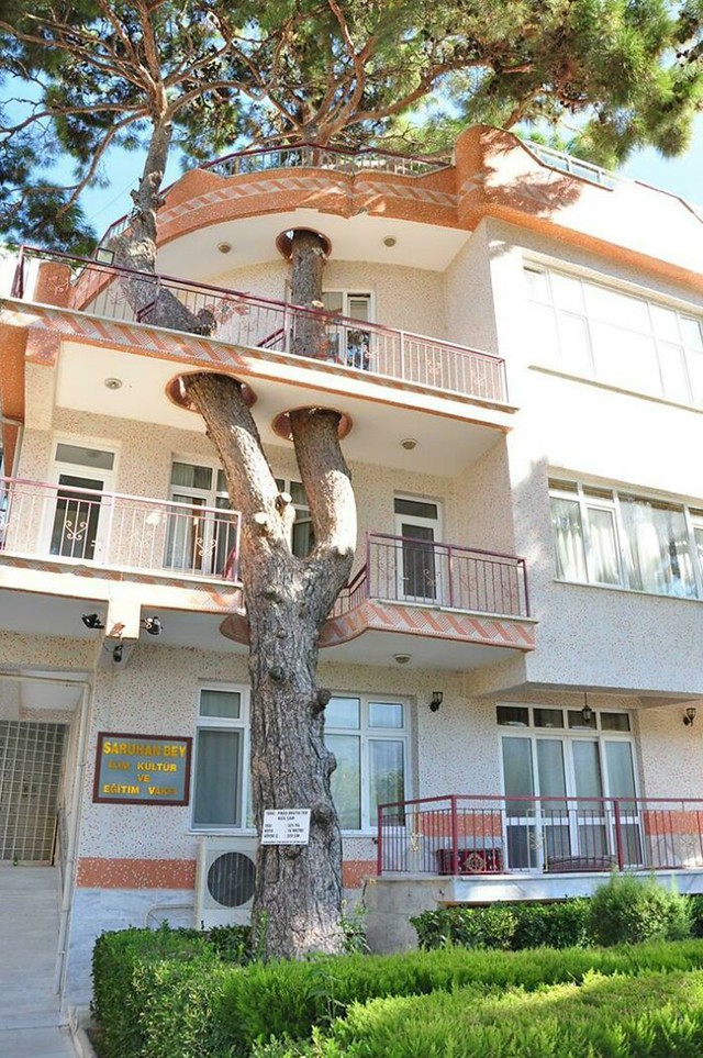 Zgrada izgrađena bez rušenja stabla starog 326 godina