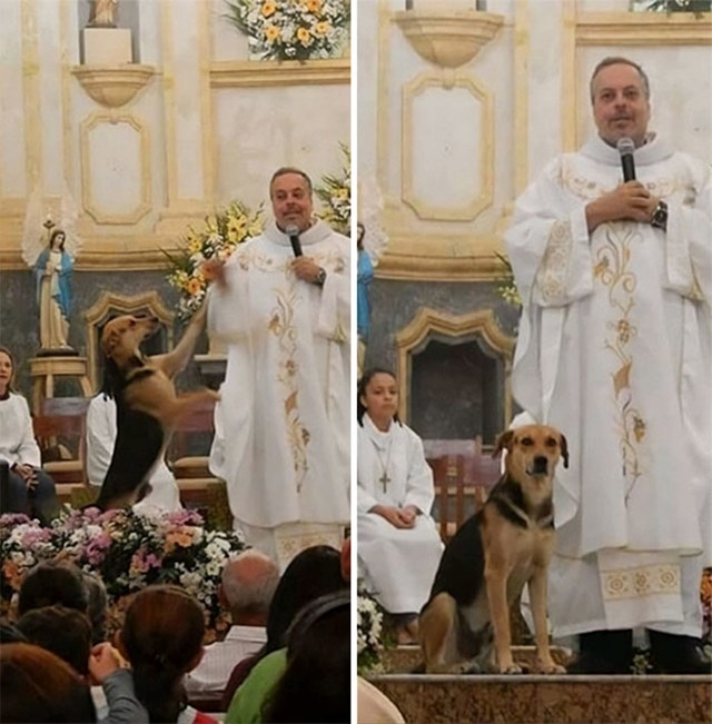 Brazilski svećenik Juan Pablo spašava napuštene pse s ulica, hrani ih i kupa. Zatim na svaku misu uvede psa i svakome nađe dom. Deseci pasa lutalica imaju obitelji zbog ovog čovjeka. Nadamo se da će ova ideja zaživjeti.